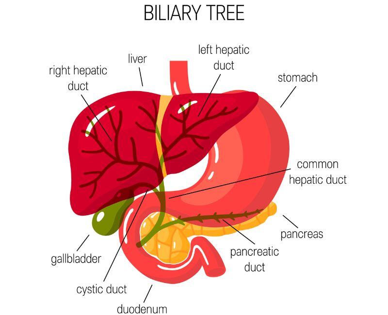 illustration-explaining-bile-duct-region-in-human-body-compass-oncology-doctors