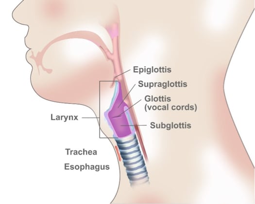 About Laryngeal Cancer Portland Vancouver Head And Neck Cancer Doctors